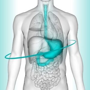 Zedu gastric ultrasound course